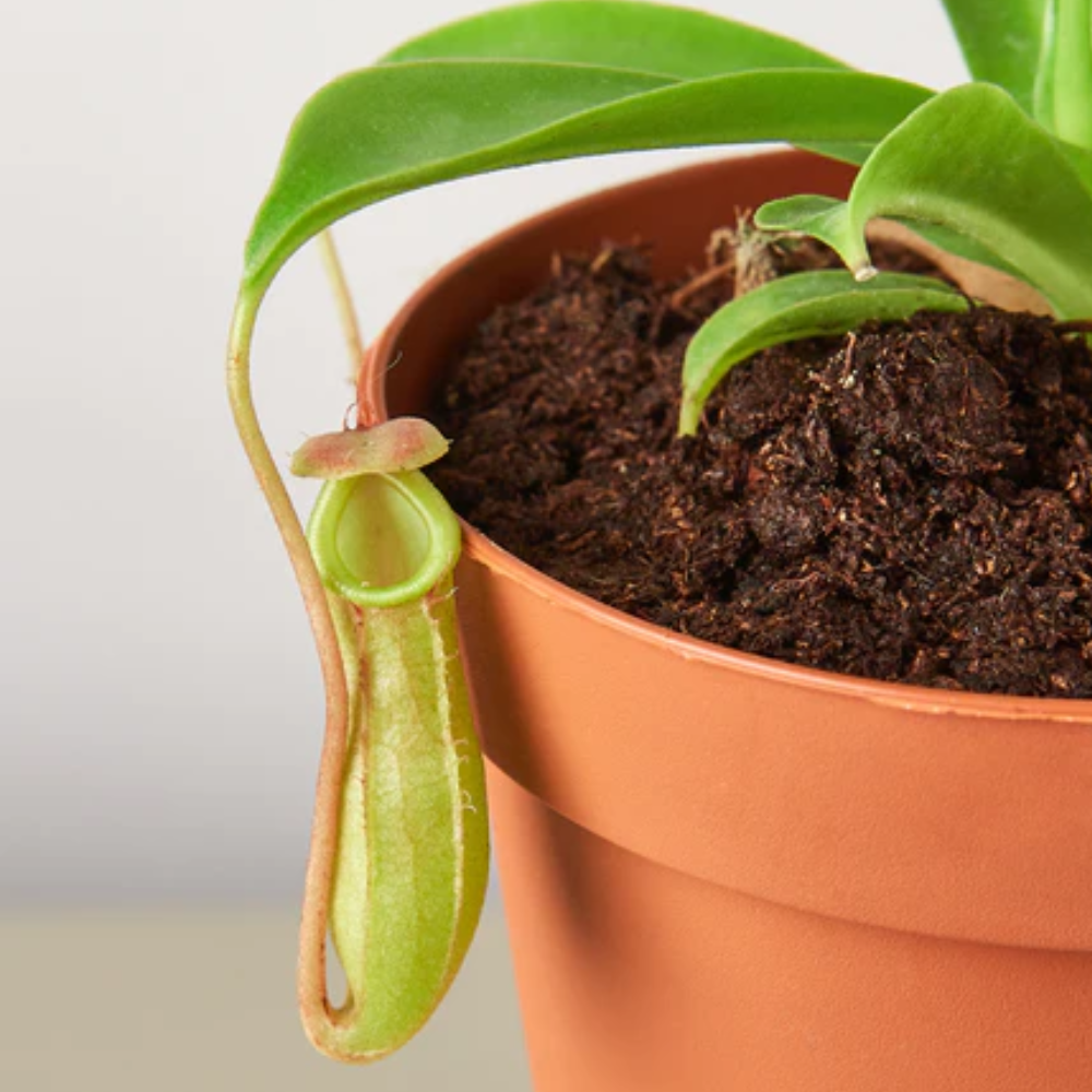 Monkey Cup Plant | Plant Addicts