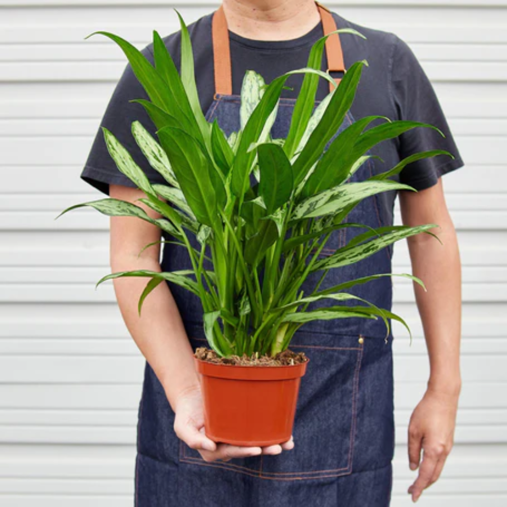 air plant vase Air Plants Decor 2-pack: Pet Friendly Plants - 1 Taupe Air Plant Holder & 1  White Air Plant Hanger Included - Live Air Plant Decoration Duo