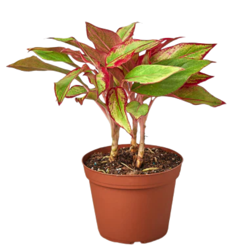 エクセルAglaonema Mulan 🌱 Aglaonema Mulan #aglaonemamulan