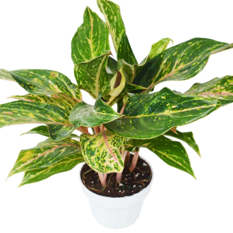 Sparkling Sarah Aglaonema | Plant Addicts