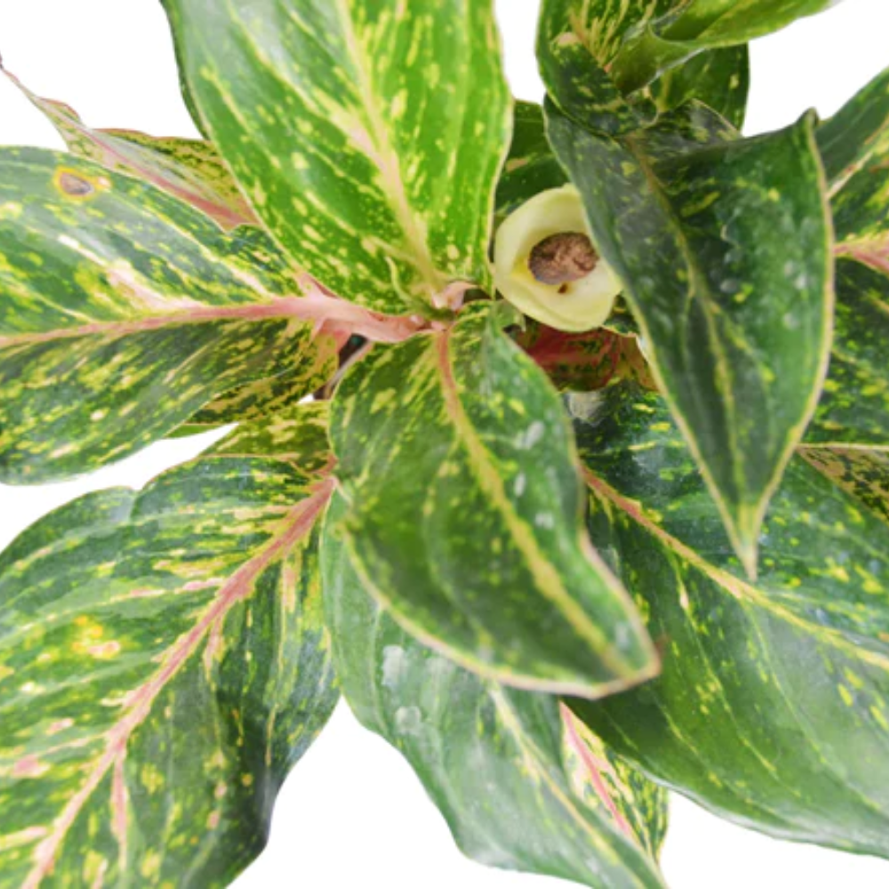 hanging basket spider plant Spider Plant Hanging Basket: Pet Friendly Live Plant - (6 Pot)  Easy  Plants for Beginners  Chlorophytum Comosum