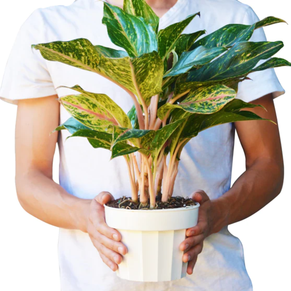 chinese money plant for sale Pilea Peperomioides 'Chinese Money' | Indoor Plant | Tropical Plant |  Potted Plant main image 1