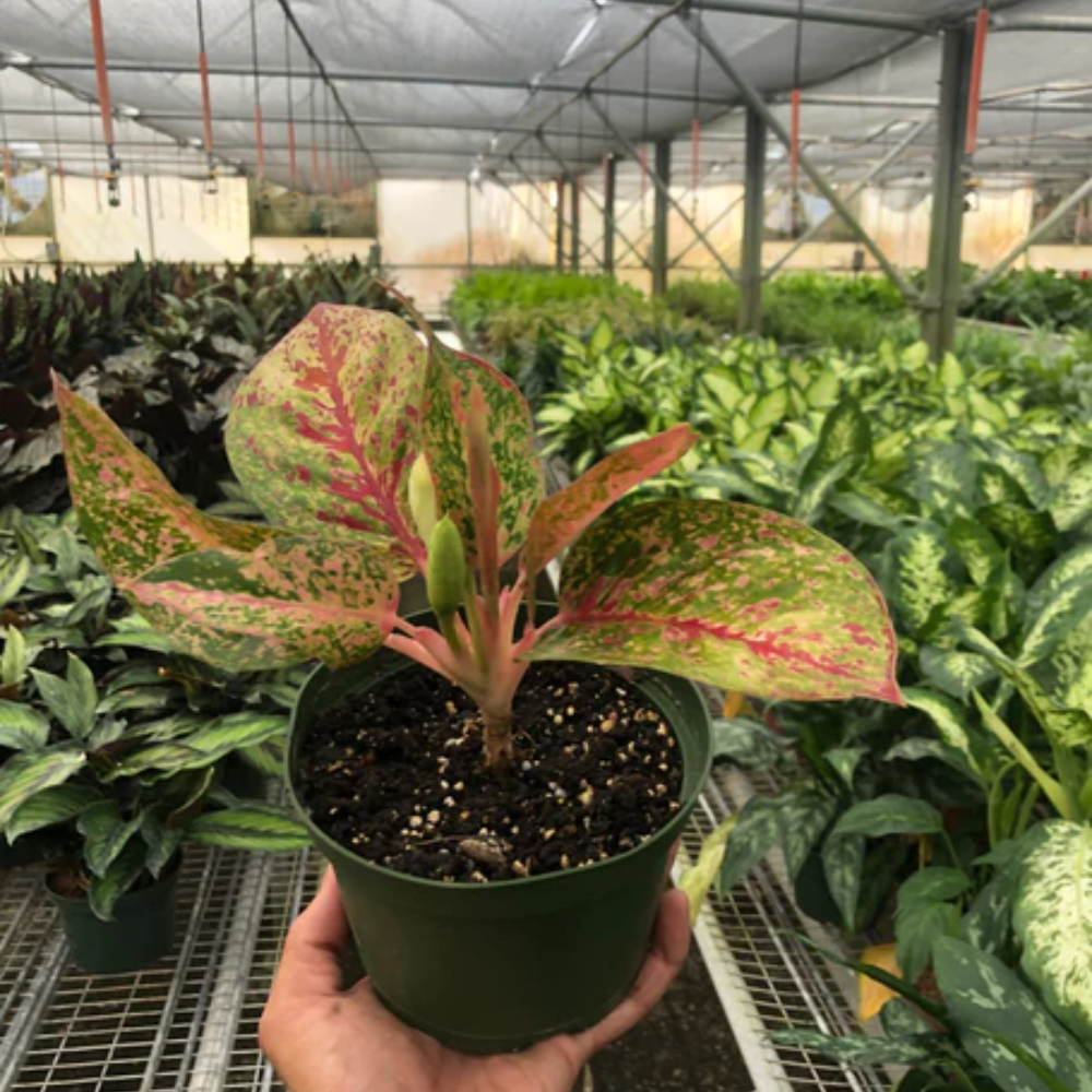blushing philodendron for sale Philodendron squamicaule Blushing  Ecuagenera Orqudeas del Ecuador