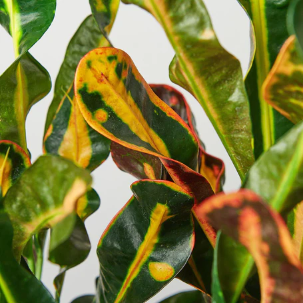 monstera variegata seeds 5 Organic SPLIT LEAF PHILODENDRON Monstera Deliciosa Swiss Cheese Plan –  Seedville USA main image 1