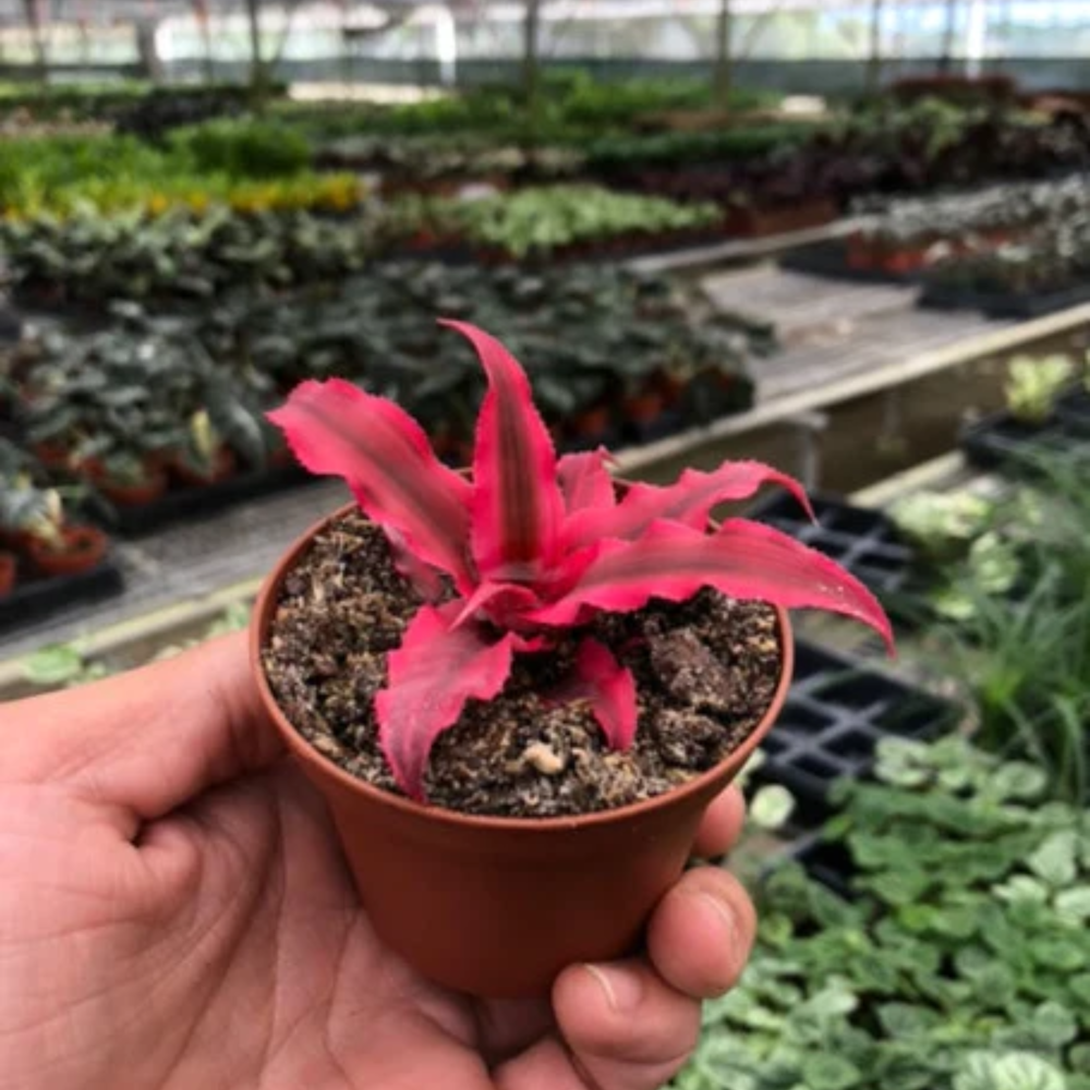Pink Earth Star Plant | Plant Addicts
