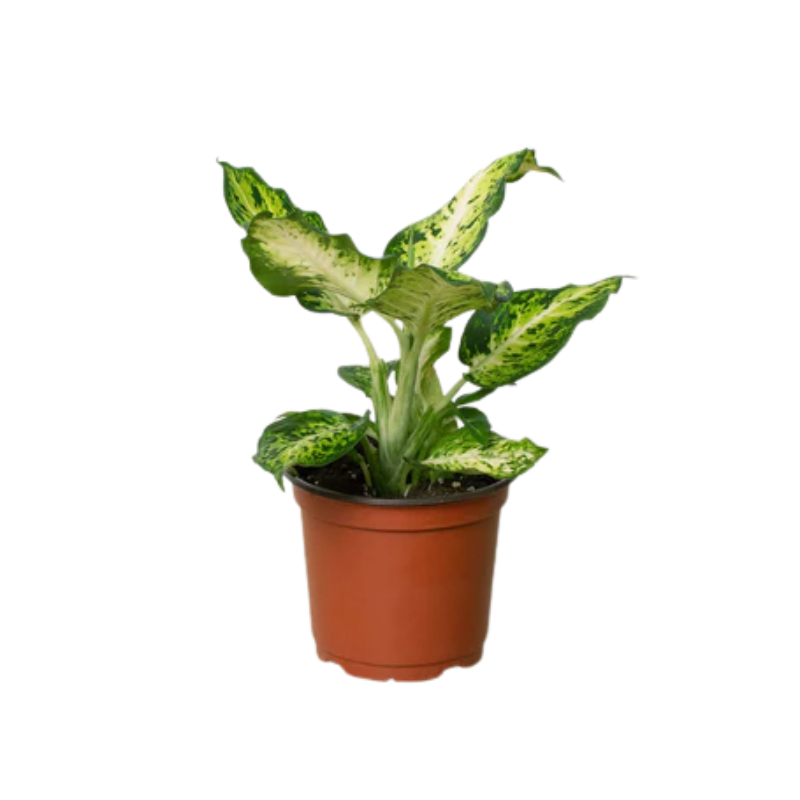 Amy Dieffenbachia | Plant Addicts
