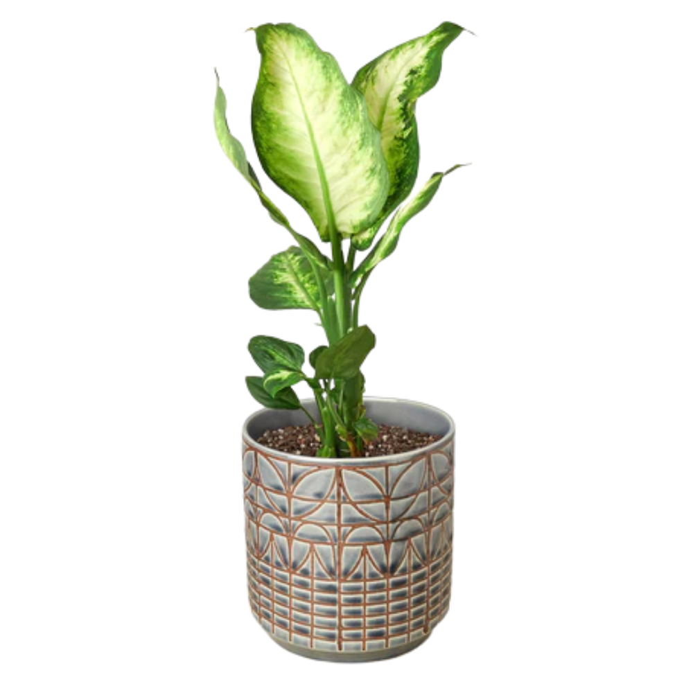 Dieffenbachia Camille 6" Pot