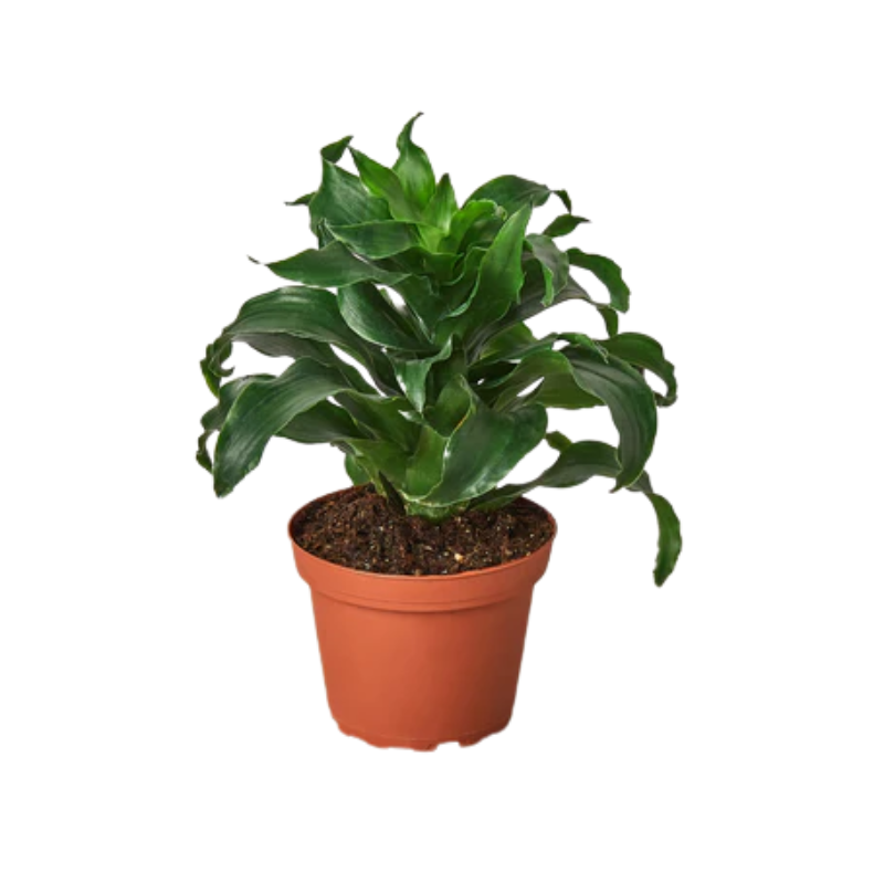 indoor plant delivery gift Indoor Succulent Garden – Plant gift baskets – Connecticut delivery