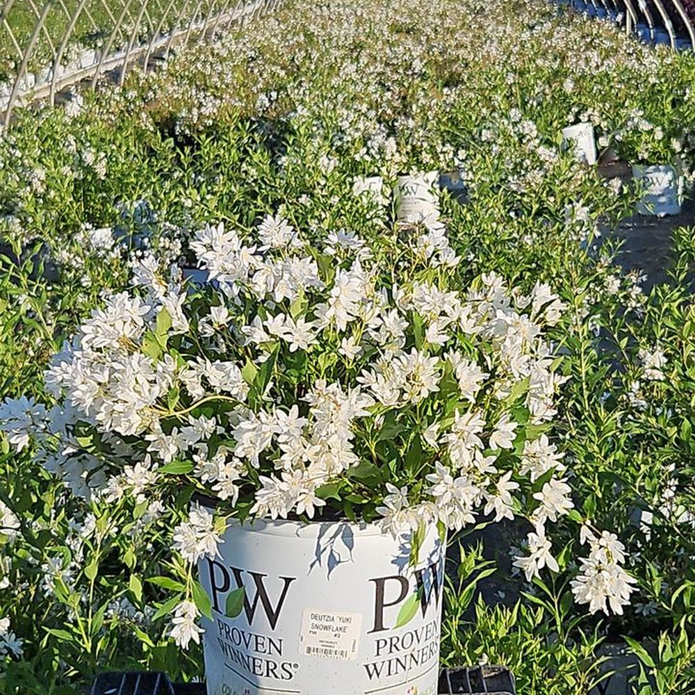 Yuki Snowflake® Deutzia | Plant Addicts