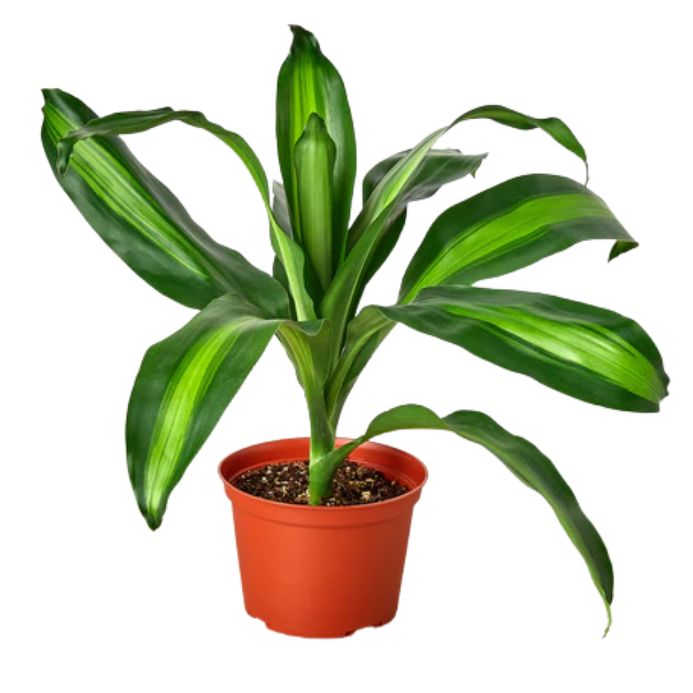 Massangeana Dracaena