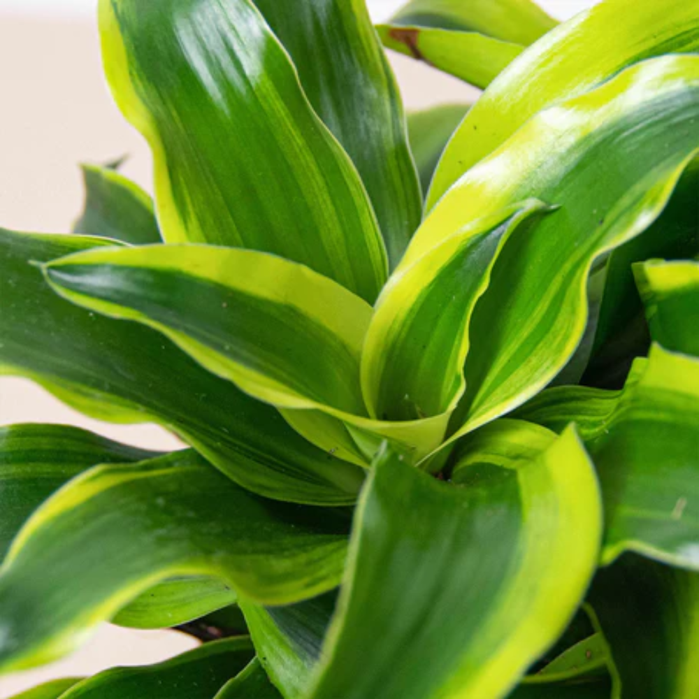 Tornado Dracaena | Plant Addicts