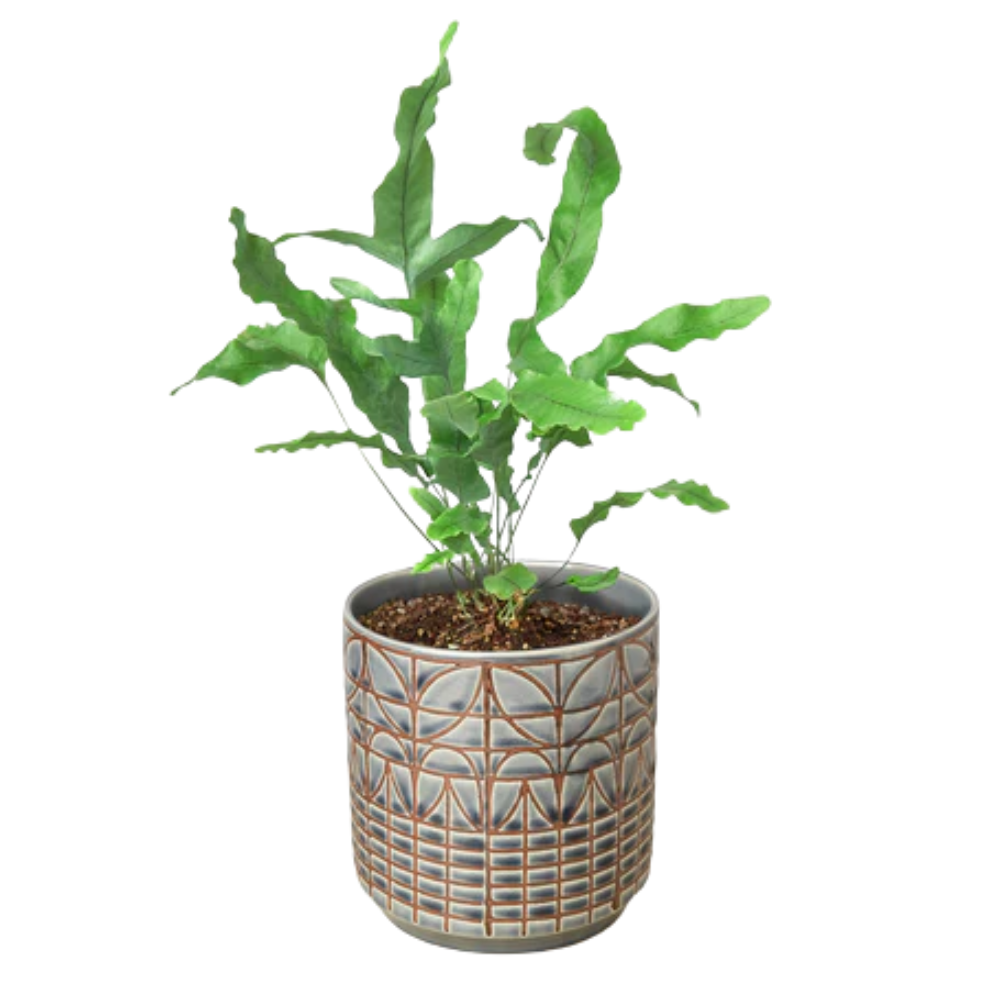buy pink princess philodendron singapore Philodendron Pink Princess Houseplant with Planter - Medium ( 7