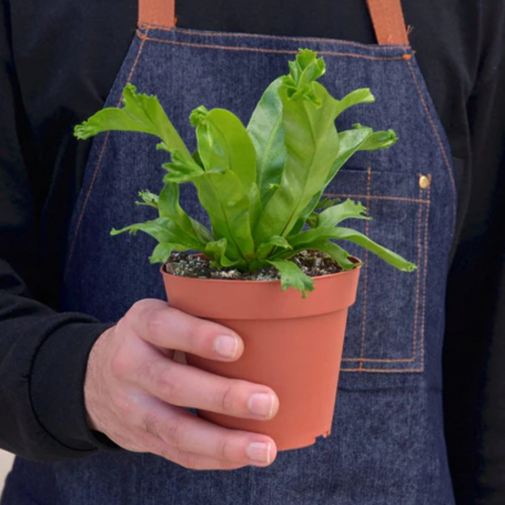 Leslie Bird's Nest Fern | Plant Addicts