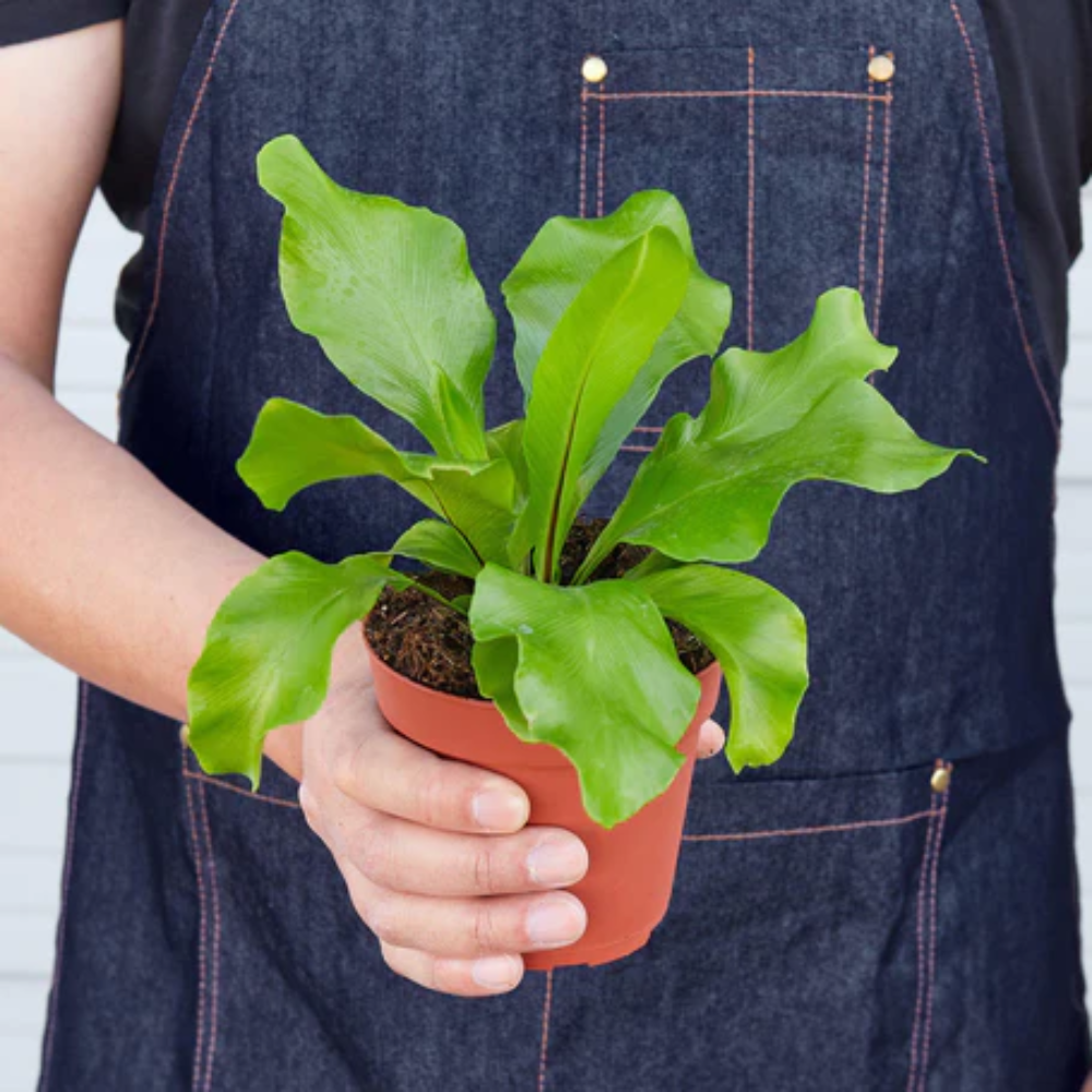 black knight zz plant Black RAVEN ZZ PLANT 10in