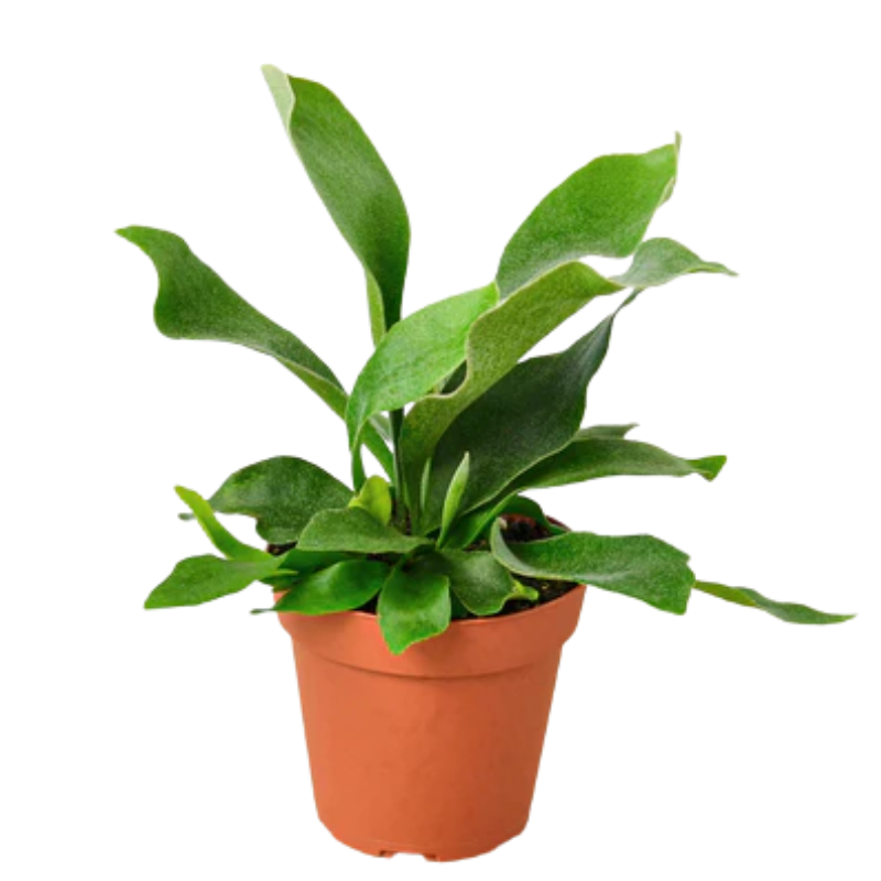 Staghorn Fern | Plant Addicts