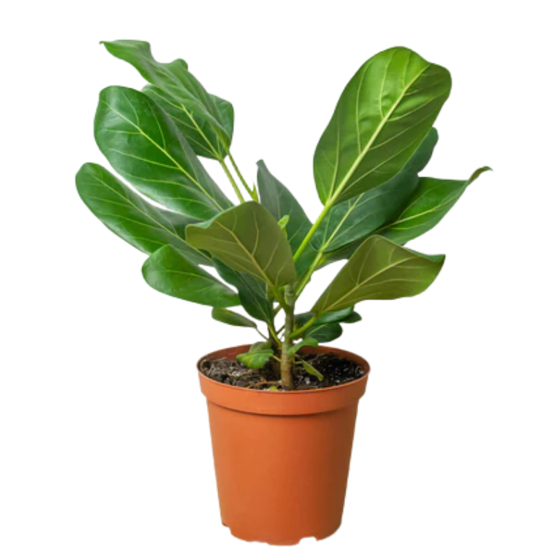 Audrey Ficus | Plant Addicts