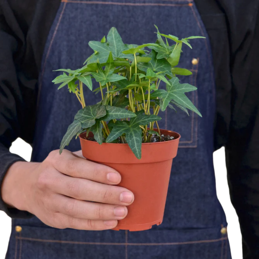 「sckng.w 」la basic IVY Green California English Ivy | Plant Addicts