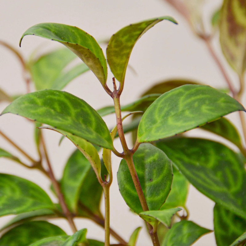 Black Pagoda Lipstick Plant | Plant Addicts