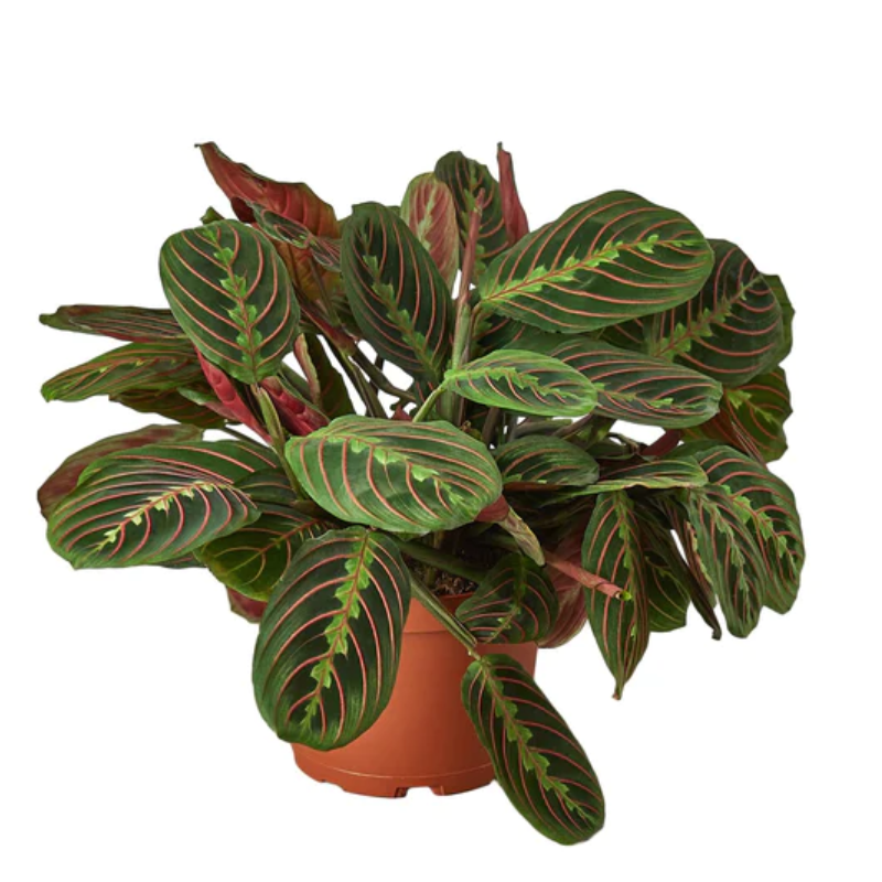 The Snobby Leaf | Maranta Red Prayer - 4 inch Pot - Live Houseplant