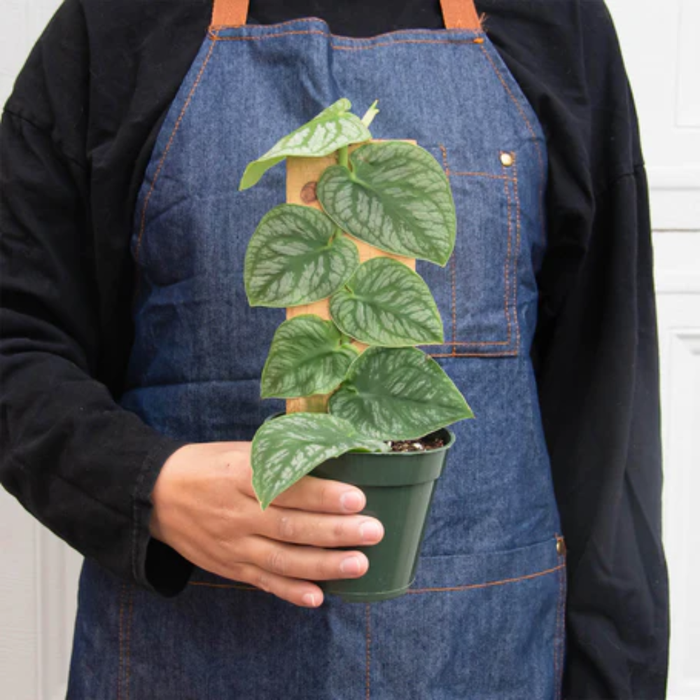 Dubia Monstera | Plant Addicts