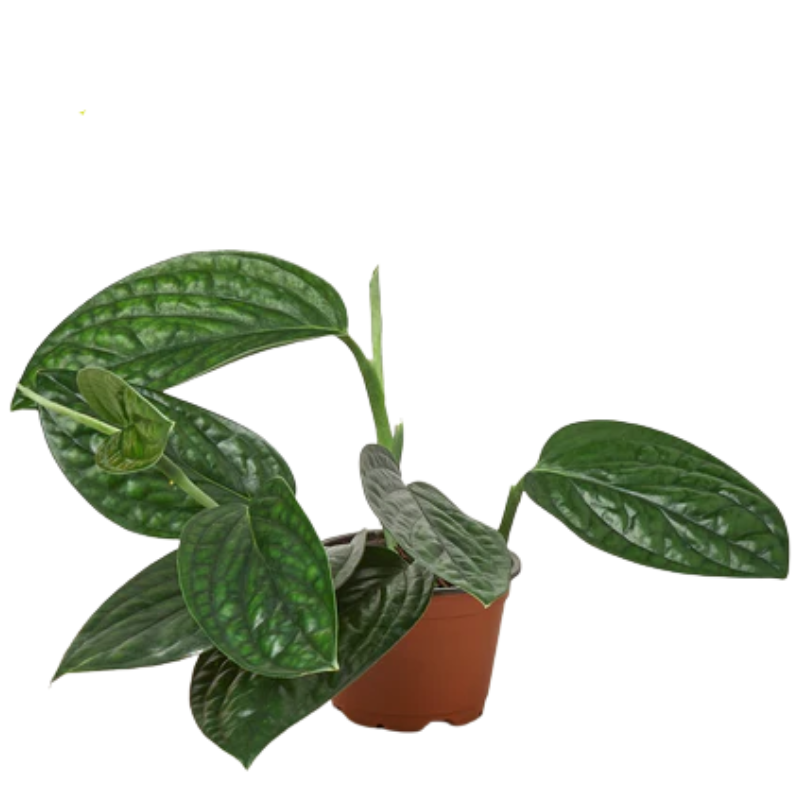 monstera groß züchten Fensterblatt (Monstera) XXL-Größe kaufen main image 0