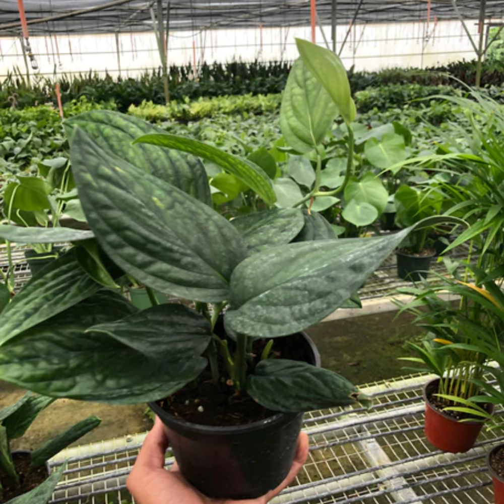 Peru Monstera | Plant Addicts