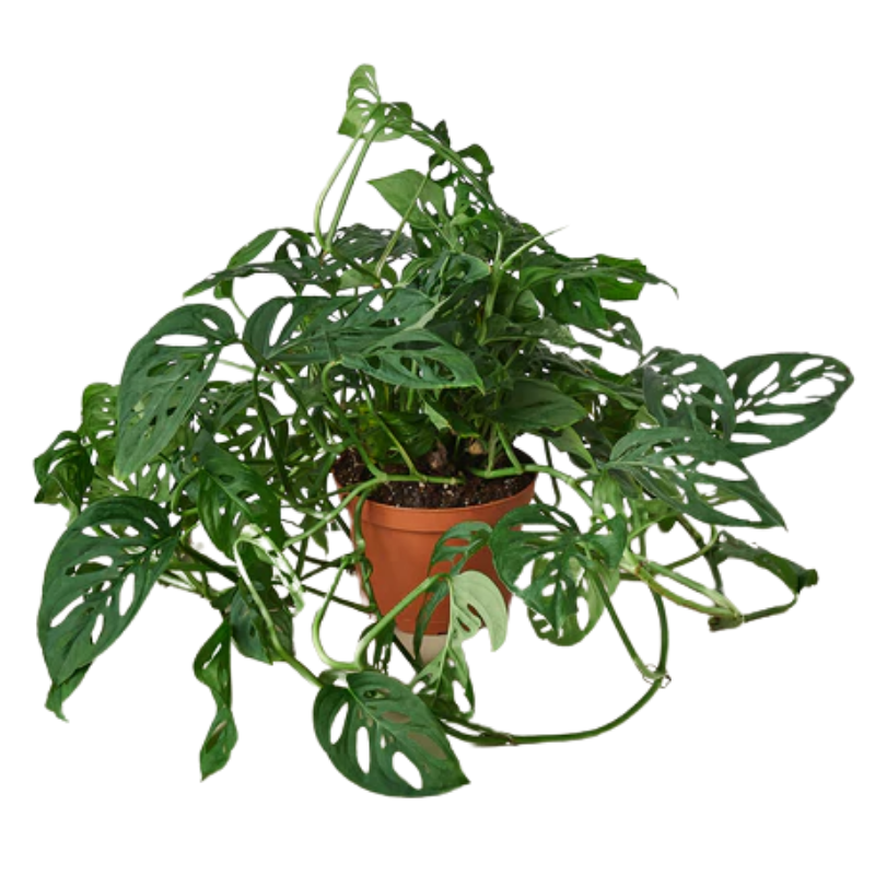 Swiss Cheese Plant | Monstera Adansonii | Plant Addicts