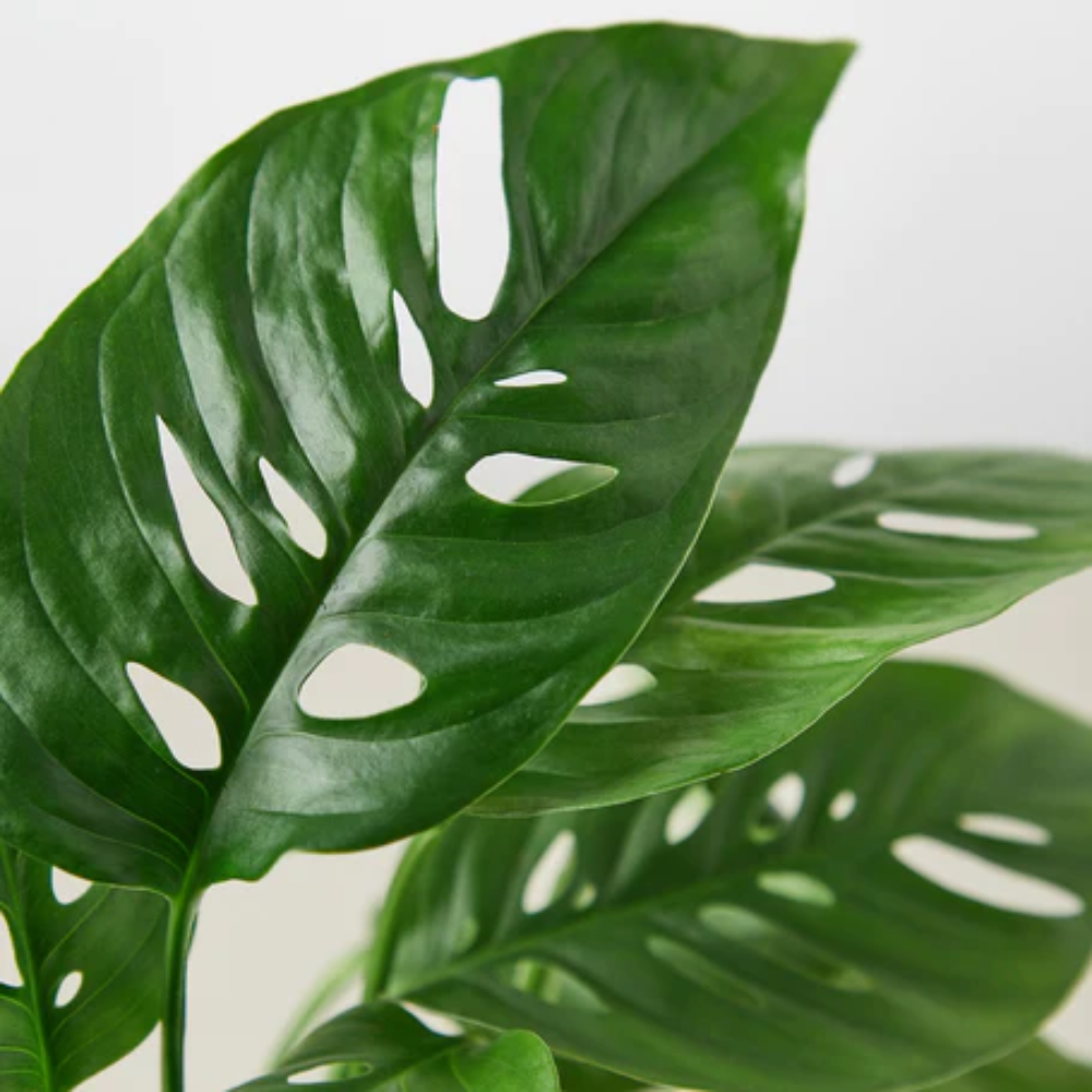 Swiss Cheese Plant | Monstera Adansonii | Plant Addicts