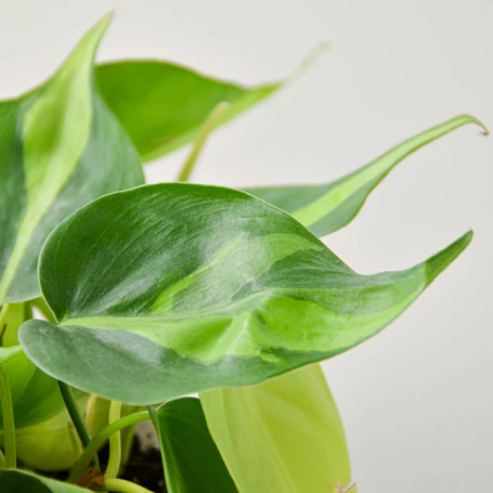 Philodendron Brasil  Variegated, Low-Light Trailing Houseplant 6" Pot / Cow Pot