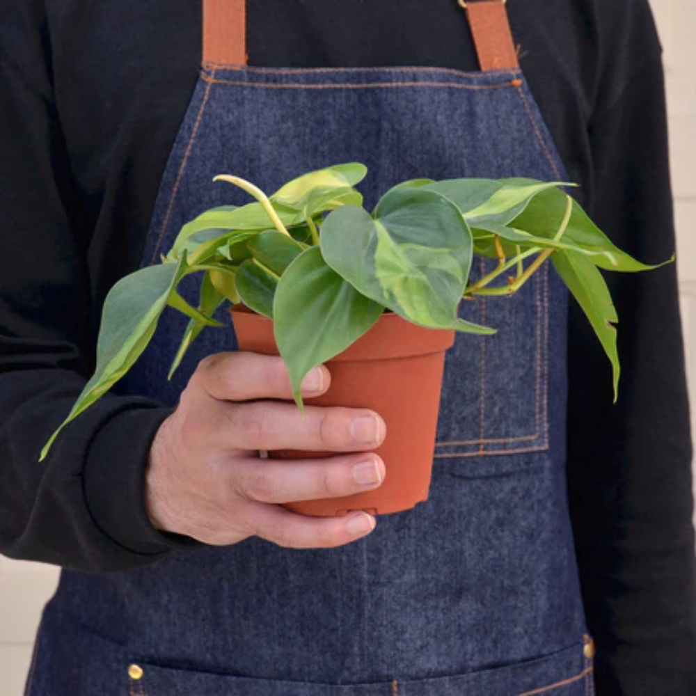 Philodendron Brasil  Variegated, Low-Light Trailing Houseplant 6" Pot / Cow Pot