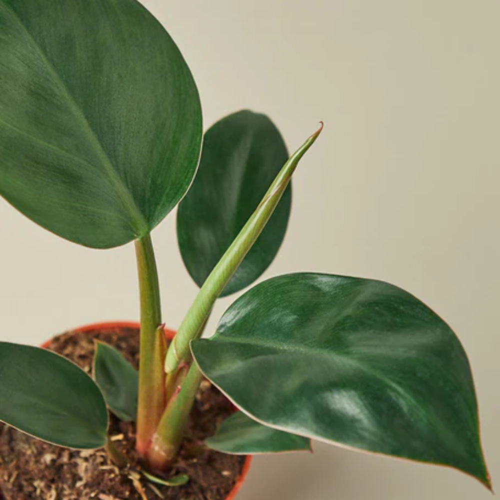 philodendron white veins Philodendron White Veins – Avalon main image 1