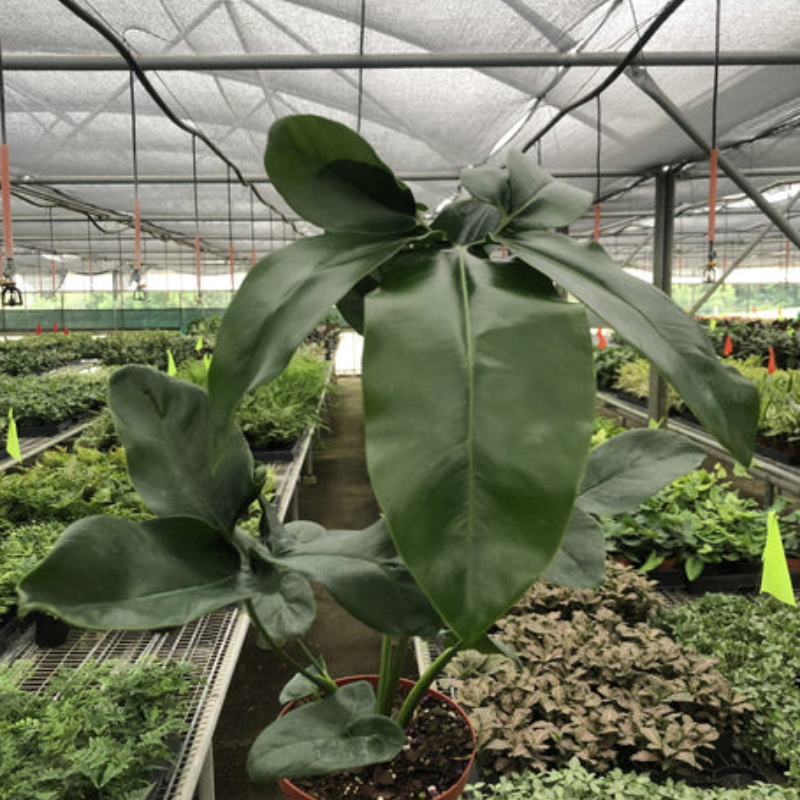 Goeldii Philodendron