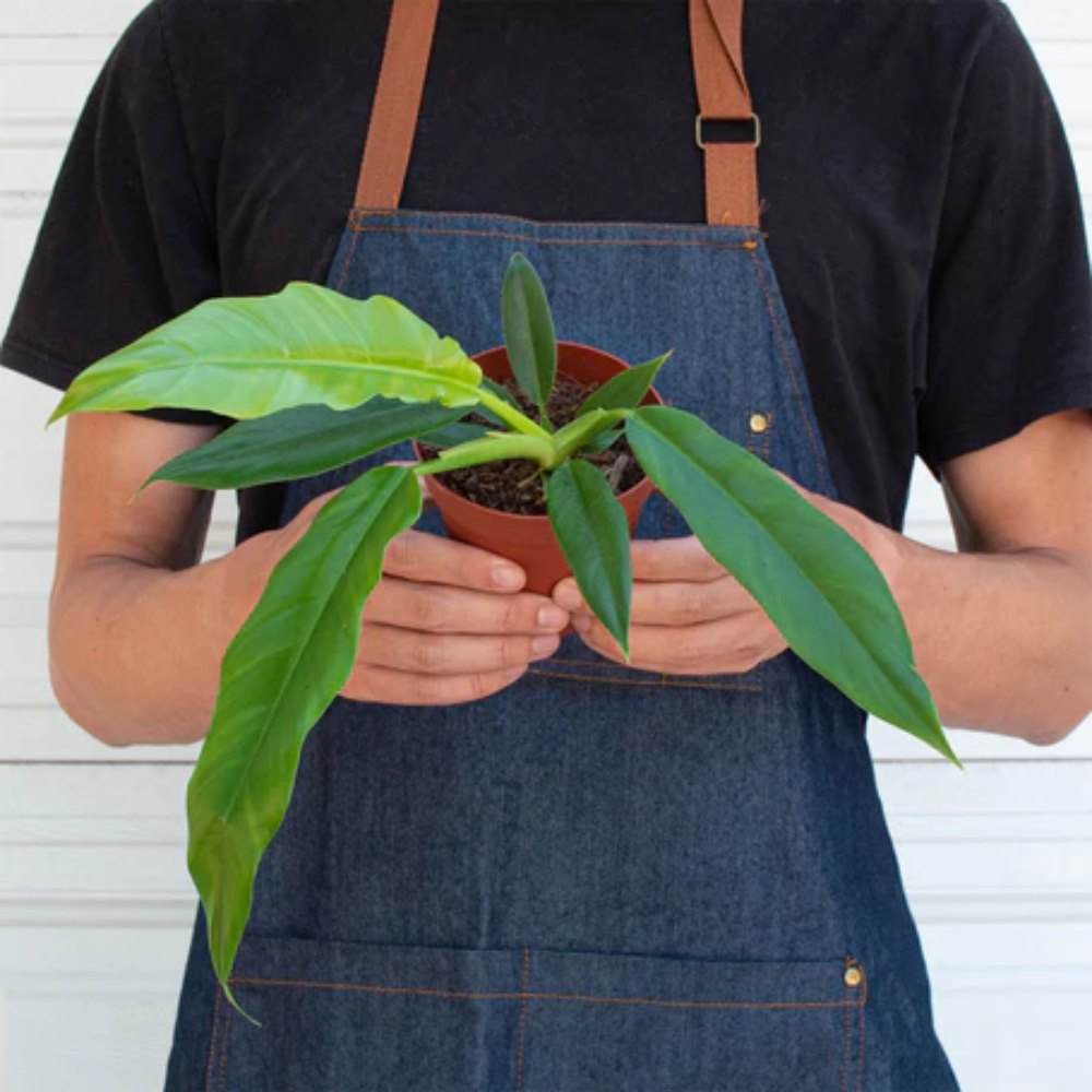 Narrow Escape Philodendron | Plant Addicts
