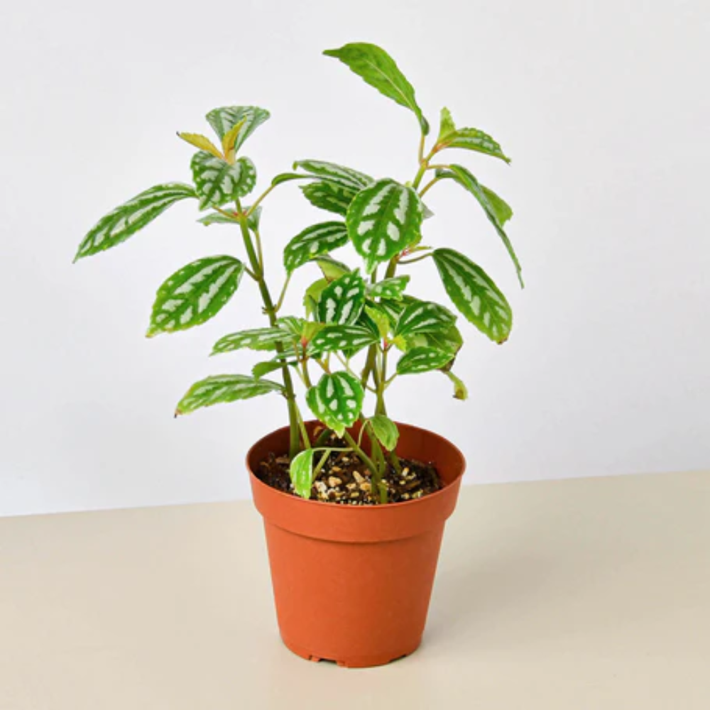 Aluminum Plant | Plant Addicts