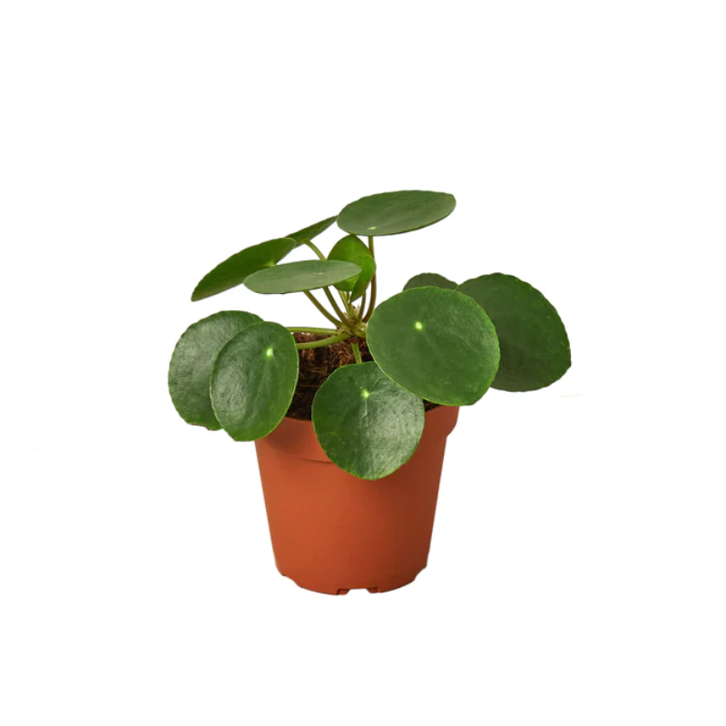 fake tall indoor plants Fake Ficus Plant 5ft Artificial Tree Retail Store Window Display Decor –  Jamali Garden main image 0