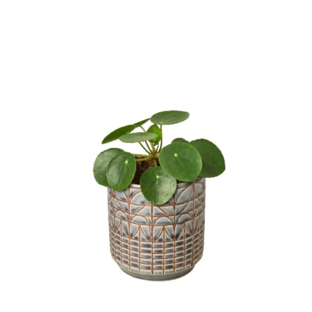 succulent ceramic pots LAMDAWN Cute Ceramic Succulent Garden Pots, Planter with Drainage and main image 1