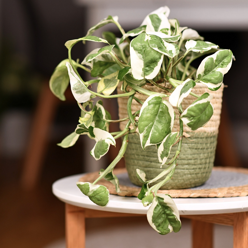 Satin Pothos  Plant Addicts