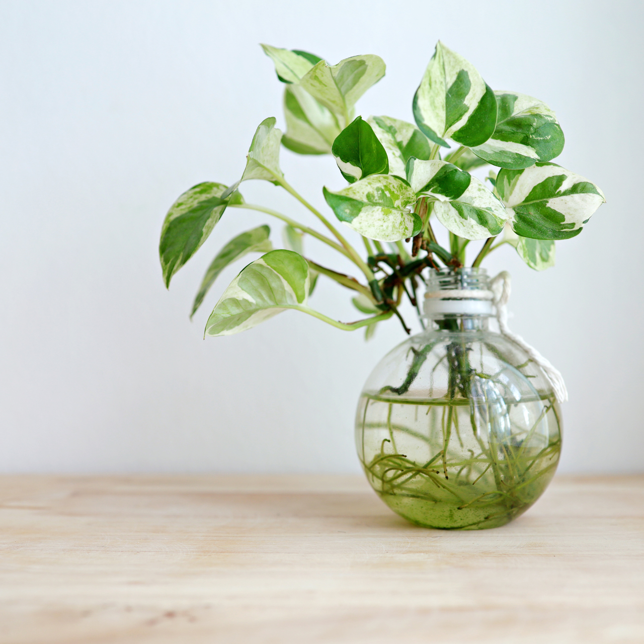 Pothos 'N'joy' 4" Pot / Nursery Pot