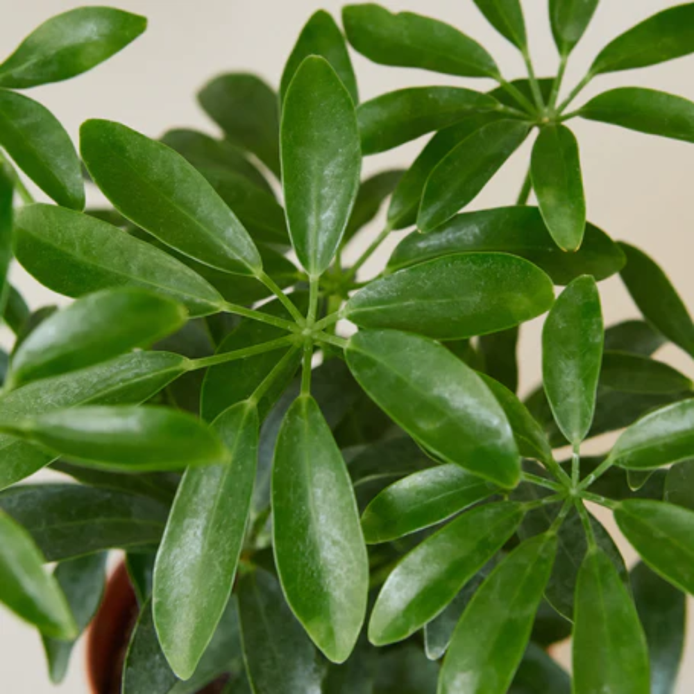 Schefflera Arboricola Gold Capella Dwarf Umbrella Tree Hala Plants UAE Biggest O