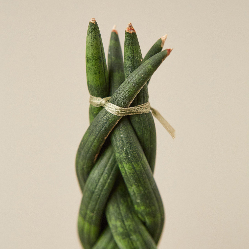 garten palmlilie Yucca filamentosa