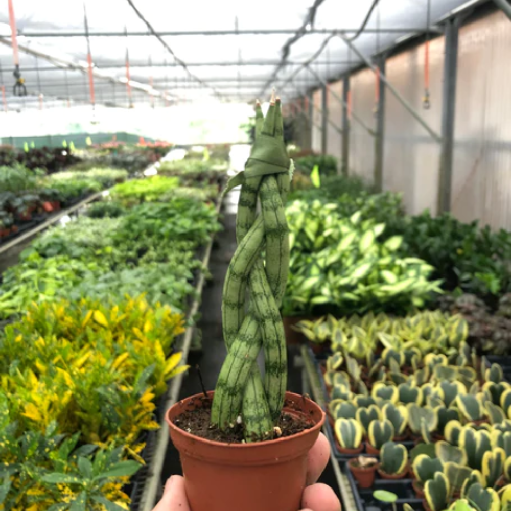 images of a prayer plant Zins Flower Shop