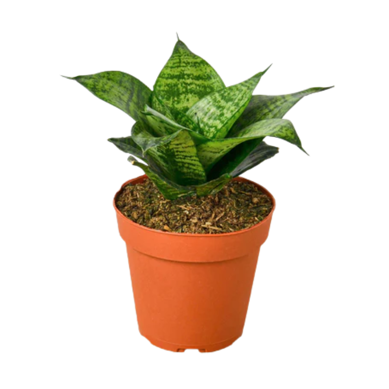 Forest Star Snake Plant | Plant Addicts