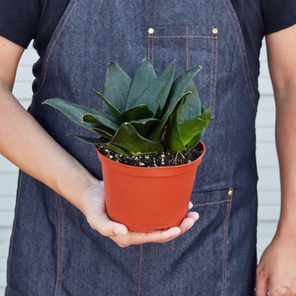 sansevieria air purifier Snake Plant 4.5