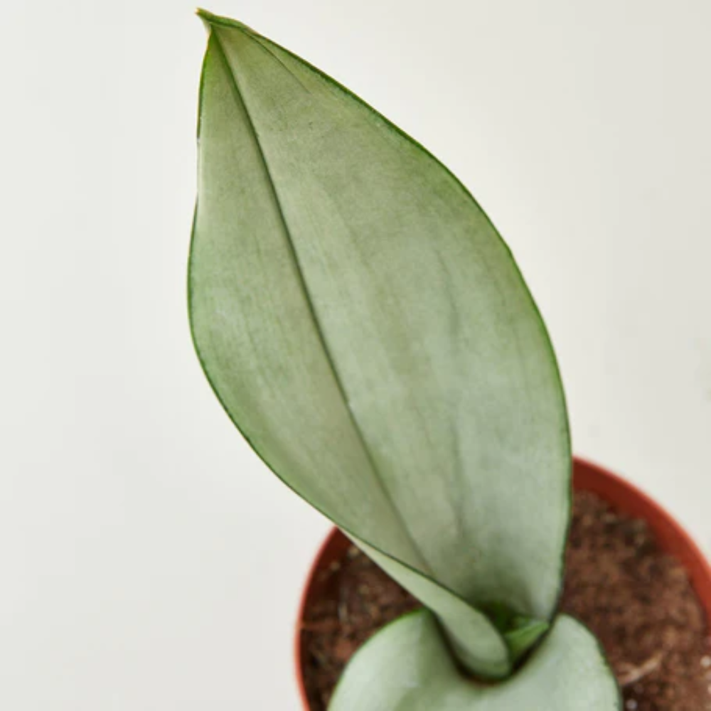 japanese succulent plants Echeveria Japanese Pink Cherry main image 0