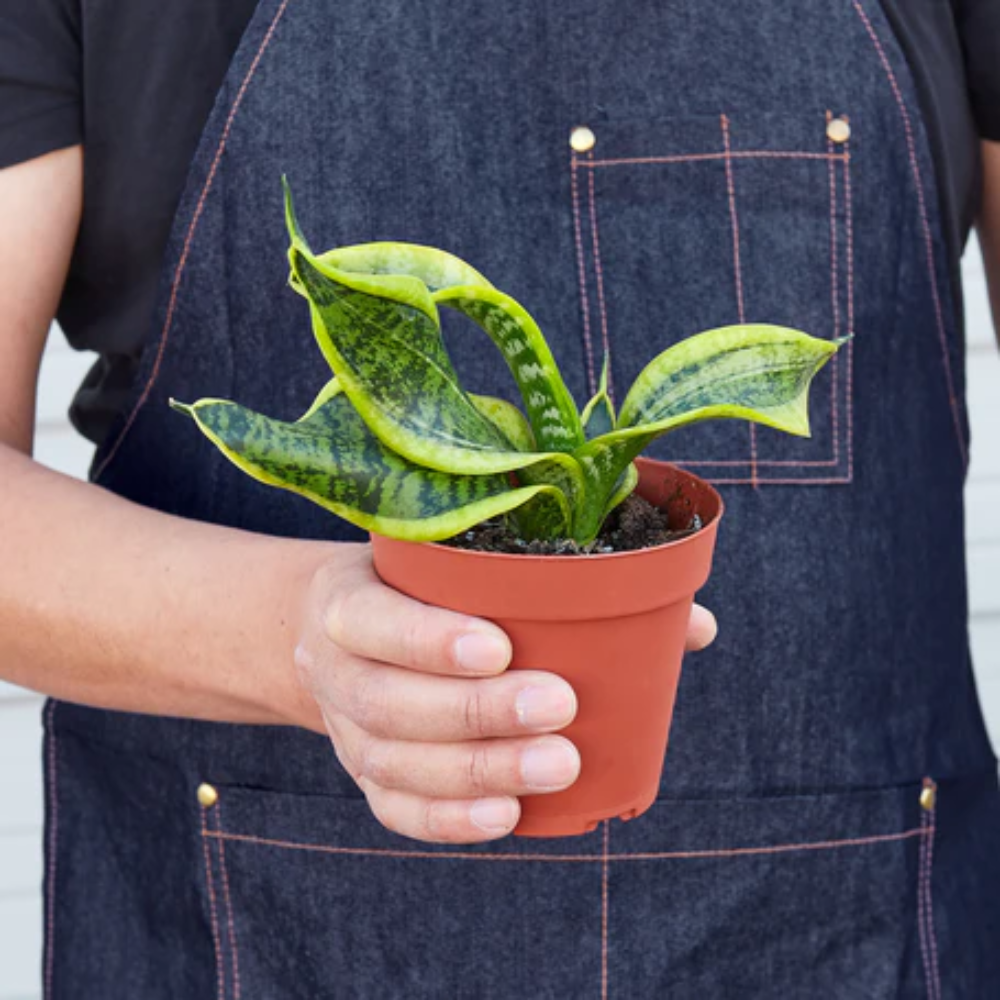 Twist Snake Plant | Plant Addicts