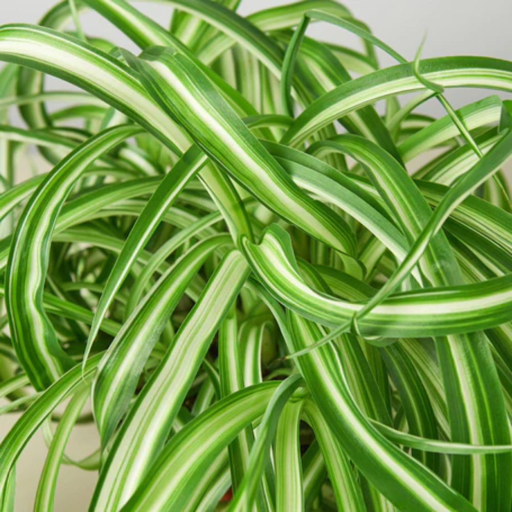 Bonnie Spider Plant | Plant Addicts