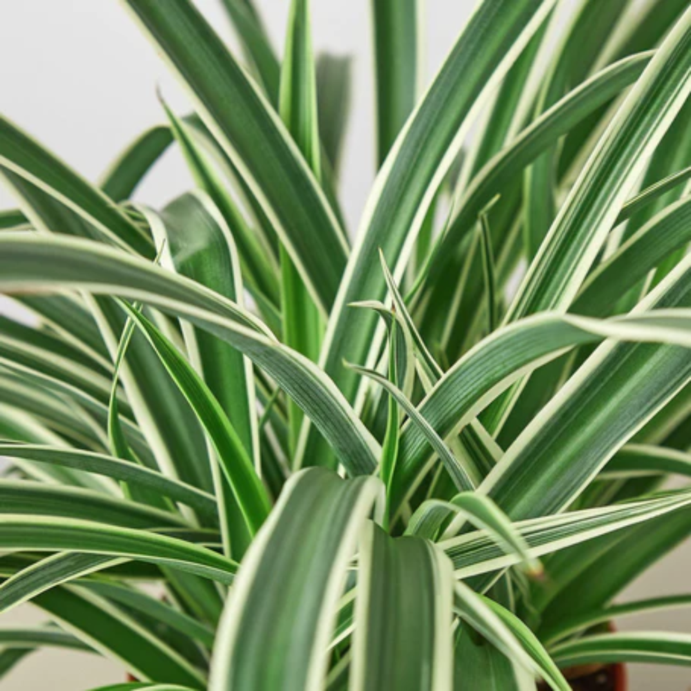 Spider Plant 'Reverse' 4" Pot / Nursery Pot