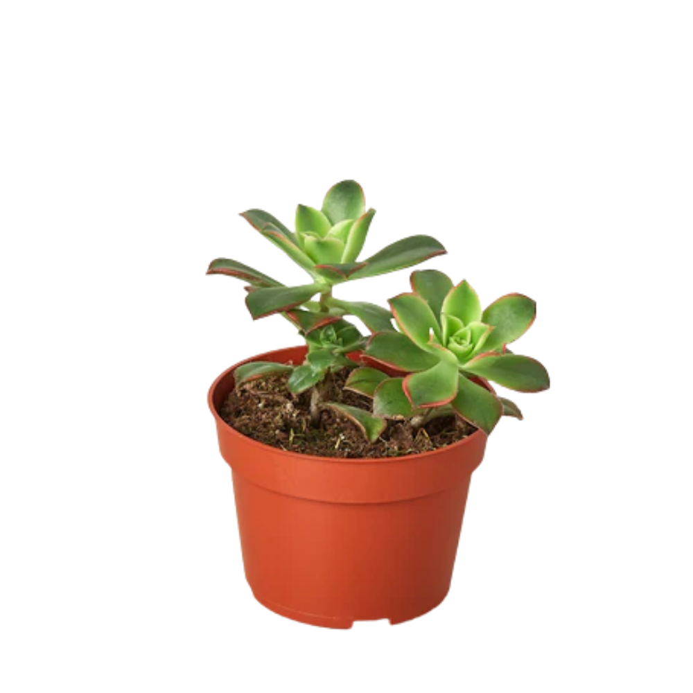 Kiwi Succulent
