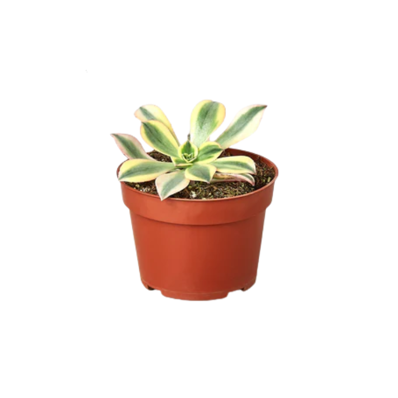 Sunburst Succulent | Plant Addicts