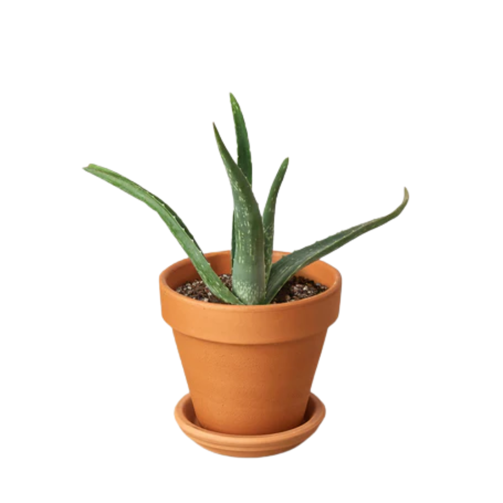 aloe vera gel für ultraschall ALOE VERA Soothing Gel – True Beauty Love main image 0